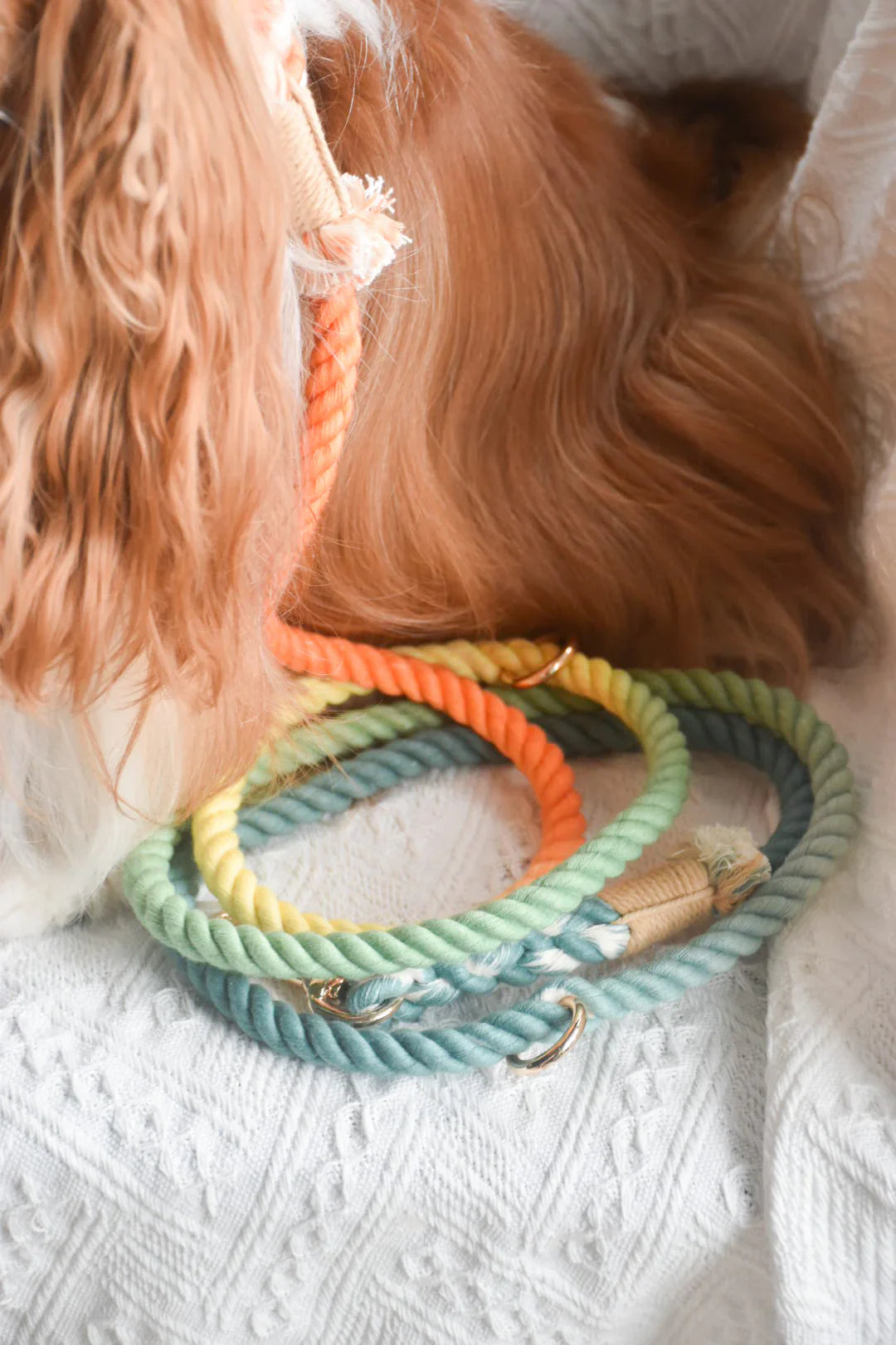 Hands Free Dog Leash