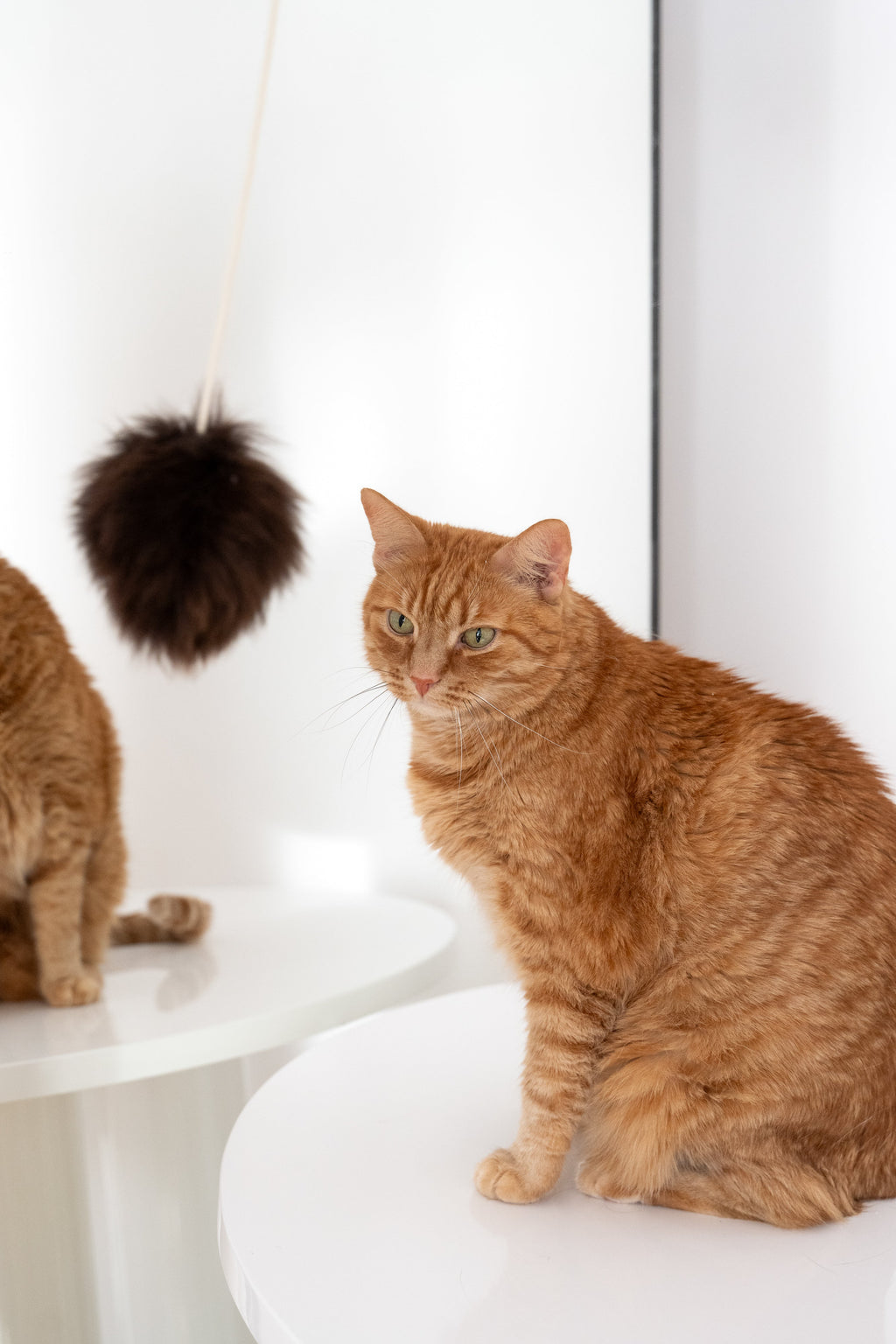 Natural Woolen Cat Toy